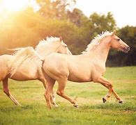 Image result for Famous Horse Breeds