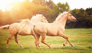 Image result for Top 10 Horse Breeds in America