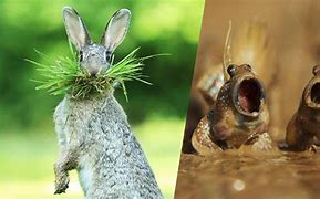 Image result for Funniest Looking Animals in the World