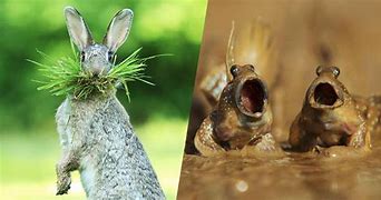 Image result for Funny Animal Moments
