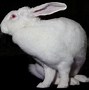 Image result for Belgium Giant Rabbit