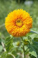 Image result for Wallpaper Beautiful Sunflower iPhone