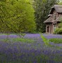 Image result for Hyacinthoides non-scripta