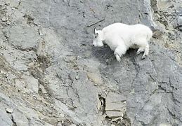Image result for Mountain Goat Next to Person