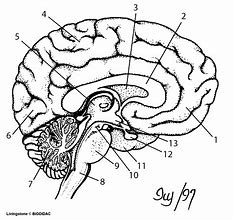 Image result for Brain Anatomy Blank