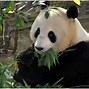 Image result for Picture of a Panda Bear