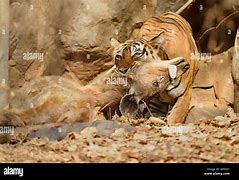 Image result for Bengal Tiger Attack