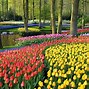 Image result for World's Largest Flower Garden Keukenhof