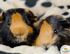Image result for Black and Brown Guinea Pig