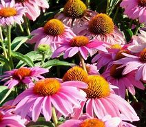 Image result for Echinacea purpurea JS Dark Pink Prairie