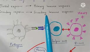 Image result for Memory Cells Diagram