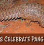 Image result for Small Pangolin