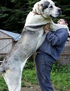 Image result for Giant Dog Balia