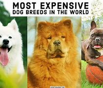 Image result for The Most Expensive Dog in the World