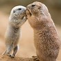 Image result for Prairie Dog Squirrel