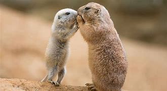 Image result for Prairie Dog Squirrel