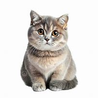 Image result for Happy Cat White Background
