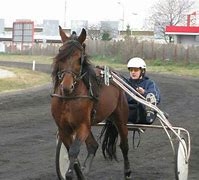 Image result for Jokic Racing Horses's