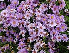 Image result for Aster dumosus Woods Purple