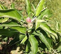 Image result for Hybrid Apple Tree