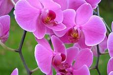 orchidee fiori appassiti come curare le orchidee bigodino orchidee fiori appassiti come curare le orchidee bigodino
