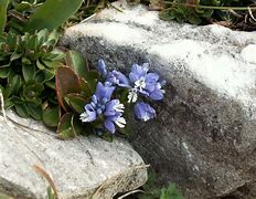Image result for Polygala calcarea Lillet