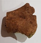 Image result for Fossilized Bone