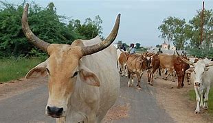 Image result for Kenya cattle rustlers