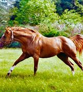 Image result for Beautiful Thoroughbred
