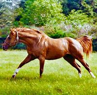 Image result for Most Beautiful Thoroughbred Horse
