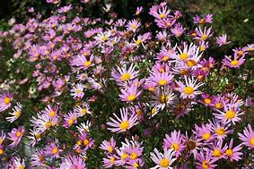 Image result for Chrysanthemum Clara Curtis (Rubellum-Group)