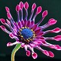 Image result for Popular African Flower