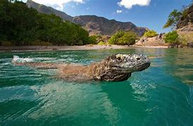 Image result for Komodo Dragon Dangerous