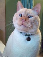 Image result for Funny Ugly Cats