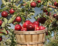 Image result for 360 Apple Farm