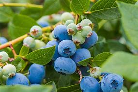 蓝莓葡萄 的图像结果