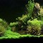 Image result for Free Live Fish Wallpaper