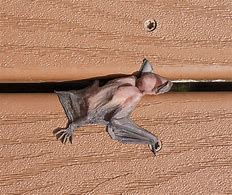 Image result for Baby Bat Coloring Pages