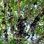 Image result for Brazilian Grape Tree