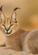 Image result for Animals with Biggest Ears