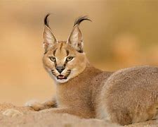Image result for Ears of Different Animals