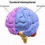 Image result for Human Brain Regions