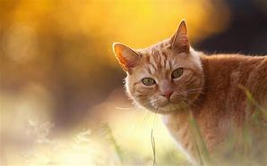 Image result for Red Cat Wallpaper
