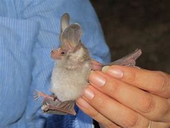 Image result for California Bats Species