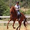 Image result for Red Andalusian Horse