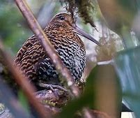 Image result for Gallinago imperialis