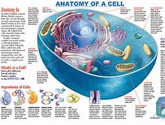 Image result for Parts of Cell Diagram