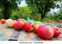 Image result for Dozen Apples