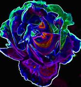 Image result for Black Rose Poem