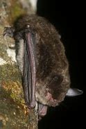 Image result for Himalayan Whiskered Bat